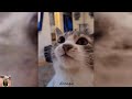 😹🐶 Funniest Cats And Dogs Videos 😁 - Best Funny Animal Videos 2024 🥰Part 2