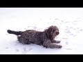 #shortsvideo #doglover #dogplayingvideo #chillvibes