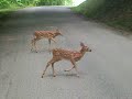 Adorable Fawns in Hideaway Hills