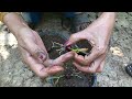 How to transplant grape vines from cuttings?