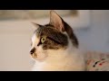 Feline Inspiration: Cat Videos for Artists & Animators