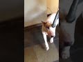 Bull terrier loves dry cleaning!