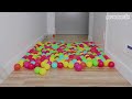 Can Kittens Walk On Ball Pit Floor?