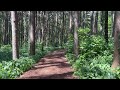 Forest bathing in Chicago?