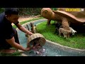 Building Turtle House for Rescued Puppy and Fish Pond