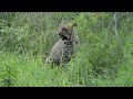 Incredible footage of leopard behaviour during impala kill - Sabi Sand Game Reserve, South Africa