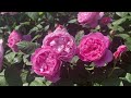 【4K】京成バラ園（千葉県）2024年5月5日の開花状況  May 5,2024　Spring roses　Japanese rose garden