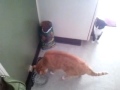 Cat Fight June 6, 2012