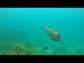 Scuba Diving Putahataha Island, New Zealand