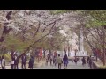 [경희대학교 봄날의 벚꽃 풍경] cherry blossoms in Kyung Hee University