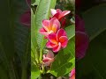 My beautiful Plumeria flowers/ എന്റെ പാലപൂവ് എന്ത് ഭംഗി കാണാൻ