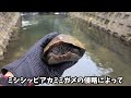 街中の川でガサガサしたら奥地で長い年月を生き延びた希少生物に遭遇！？【琵琶湖ガサガサ探検記130】