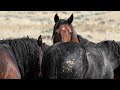 McCullough Peaks Wild Horse Range Sept. 10, 2022. Near Cody Wyoming.