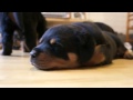 Hungry Rottweiler puppies