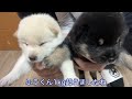 【柴犬 子犬】この世界に興味を持ち始めてきた子犬