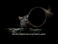Rat distress call. Scares rats out of you home, garden, sheds etc. Get rid of rats humanely.