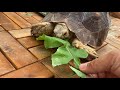 How to keep a tortoise free in the room