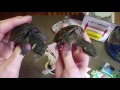 Turtle Unboxing 2- Musk Turtle Facts!