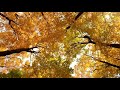 Healing music, relaxing music, meditation, sleeping music, fall, autumn, asmr