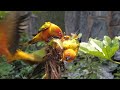 Our Planet | Birds Of The World 4K - Relaxing Music With Colorful Birds In The Rainforest Part 2