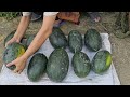Picking Watermelons, Selling Them At The Market To Earn Money, Daily Life On The Farm- Lý Thị Nhâm