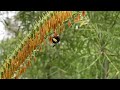 Bees collecting grass pollen