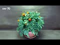 Growing Marigold Flower Time Lapse - Seed to Flowers (70 Days)