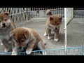 しし丸君子犬時代＃柴犬＃子犬（１２年前の動画）