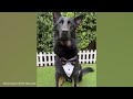 This is why GERMAN SHEPHERDS are the FUNNIEST DOGS in the Worl