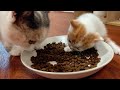 Mother cat gave birth to a bunch of kittens, they are super cute!#cat #catvideo #cutecat #animals