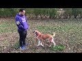 Basic Dog Clicker Training