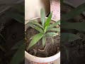 My Balcony garden l snake plant l Areca palm l Bottle plam l Snake plant propagation l Bamboo plant