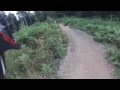 Cannock Chase - Follow The Dog - 