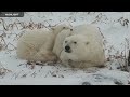 Polar Bear Tundra Buggy - Polar Bears International | Highlights 2023