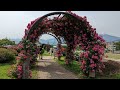 秦野市カルチャーパークのバラ園; Hadano City Rose Garden
