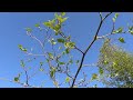 Mulberry Tree Meets Copper Wire-Electroculture Experiment