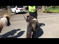 Shetland ponies on a summer stroll