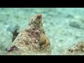 Octopus changes color and texture - Eilat