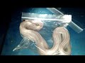 Snake still moves after skinned and gutted!