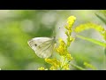 Calming Music For Nerves 🌿 Healing Music For The Heart And Blood Vessels, Relaxation, Music For The