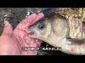 フライでフナを釣る方法。再現性あったわ～！