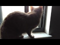 Another random video of Kitty being adorable.