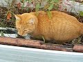Documentary of a cat