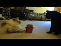 Cat vs Cactus