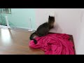 CAT vs DOG Laser Pointer