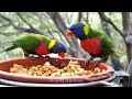 The Most Colorful Birds in 4K - Beautiful Birds Sound in the Forest | Bird Melodies