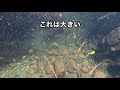 【ぽつんと一軒家に映像出演】小鷹網を張って鮎しゃくり漁part.2投網