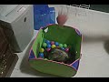 Ferret Playing with Toy on String in Ball Pit