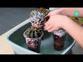 ASMR | HOW TO GROW SUCCULENTS IN LECA | SATISFYING LECA DROPPING SOUND, WATER SOUND ASMR