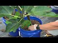 Grow Fig Trees That RIPEN FIGS FASTER With Three Simple Tricks